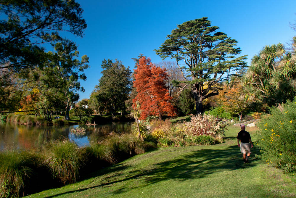 Freshly mowed riverside lawns at Mona Vale, Christchurch in autumn — local Canterbury gardens
