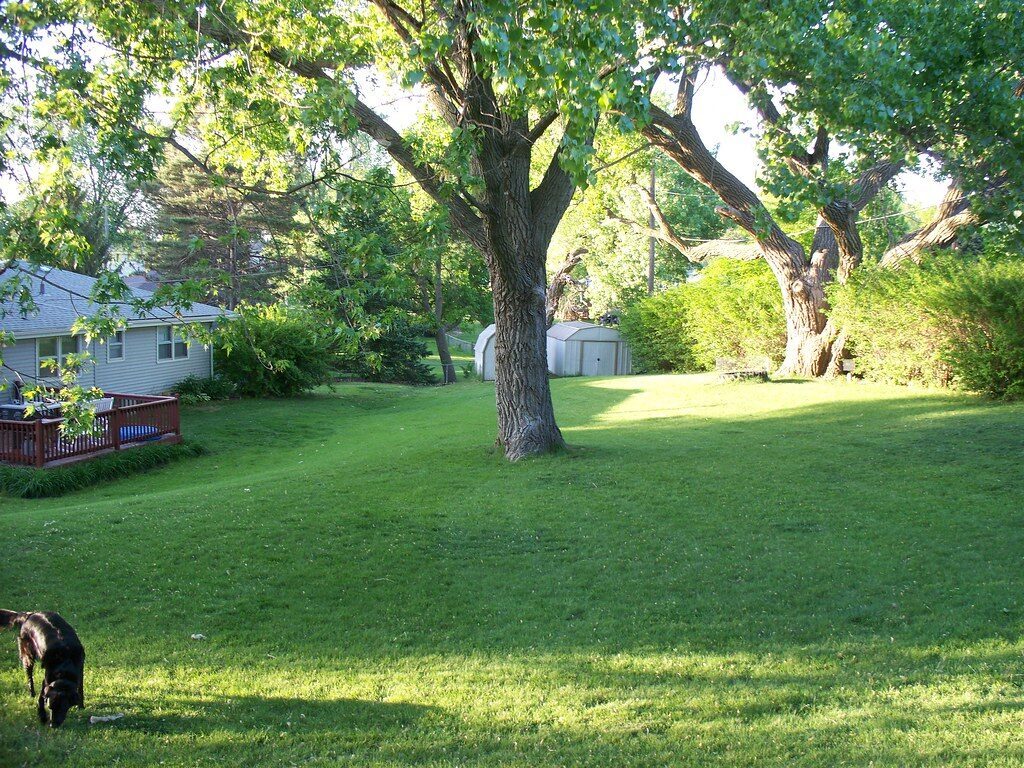 Large healthy green lawn under mature trees — the result of regular professional lawn care