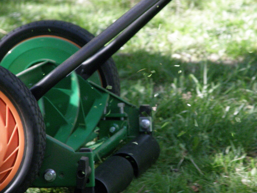 Close-up of a reel mower throwing fresh grass clippings while cutting the lawn