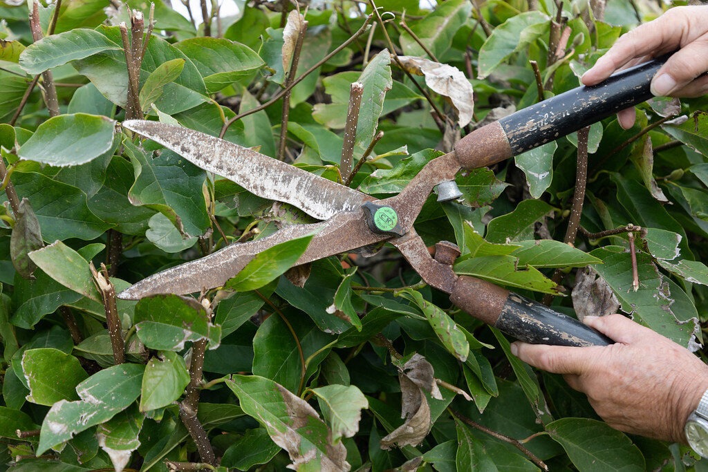 Hands using worn garden shears to trim a dense green hedge — hedge trimming service