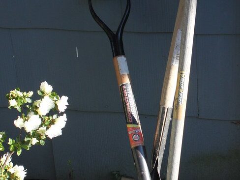 Spades leaning against a weatherboard wall beside flowering shrubs — garden tidy-up tools of the trade